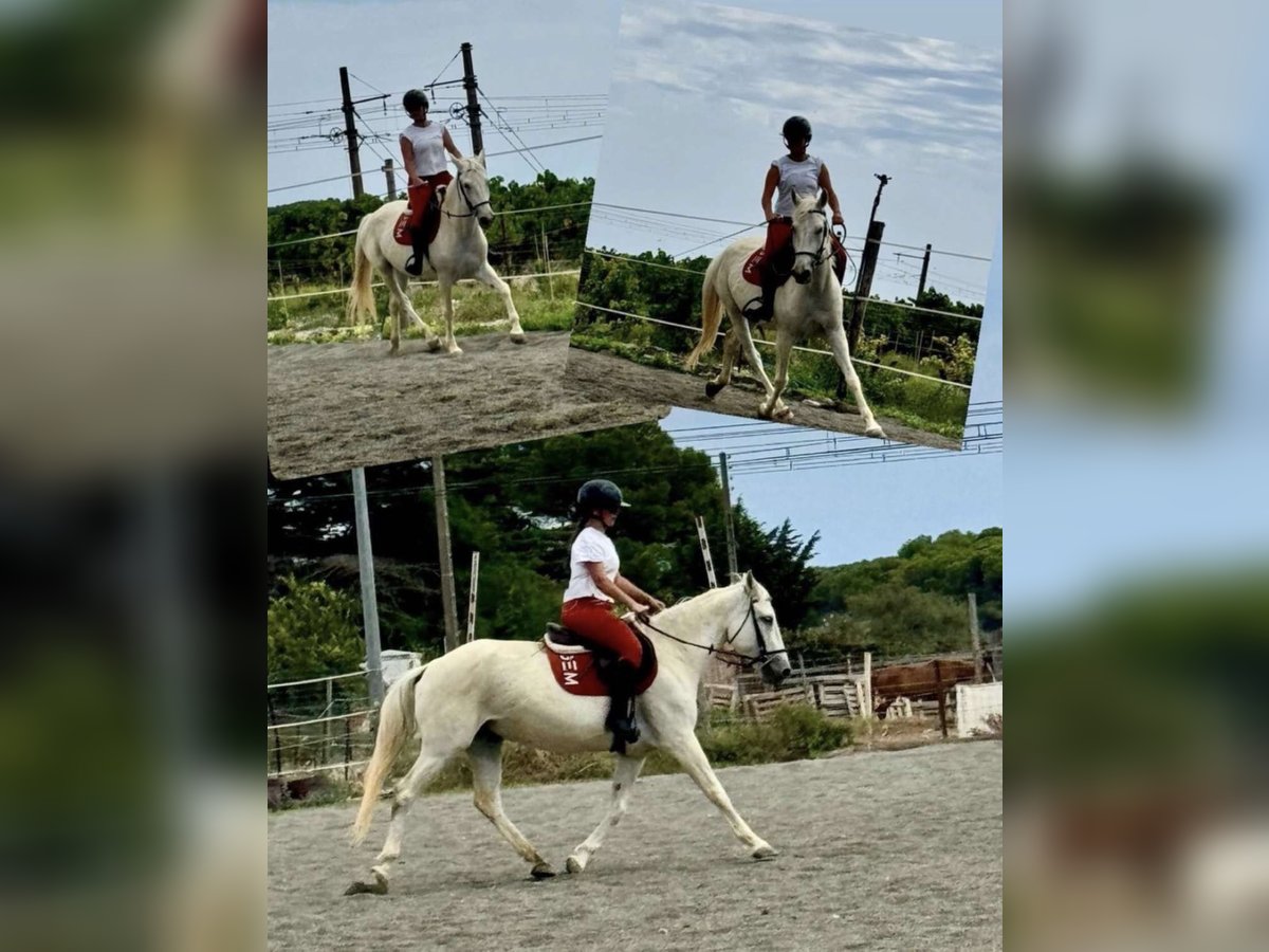 Caballo camargués Mestizo Yegua 15 años 150 cm Tordo in Vic la gardiole