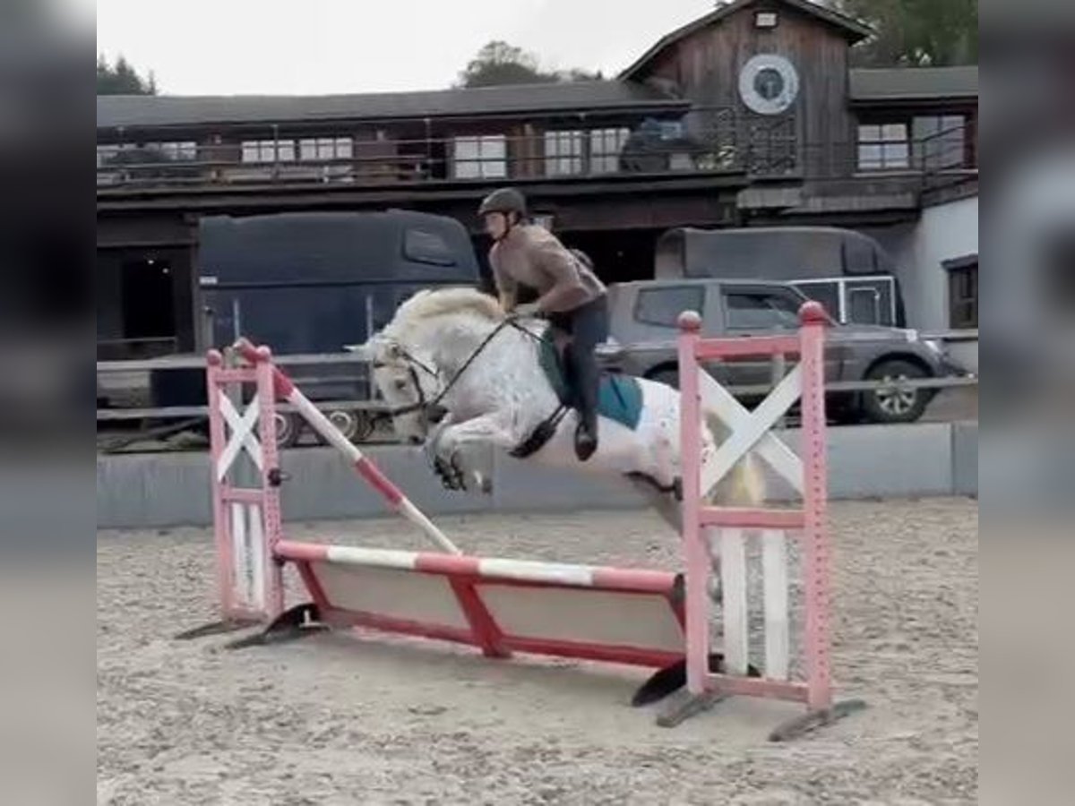 Caballo camargués Yegua 5 años 153 cm Atigrado/Moteado in Route des frères Lamormainy