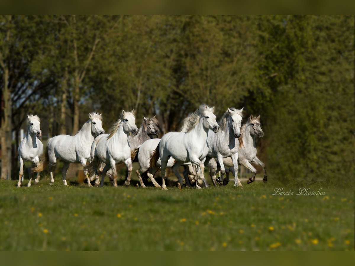 Caballo camargués Yegua 8 años 148 cm Tordo in Wesel