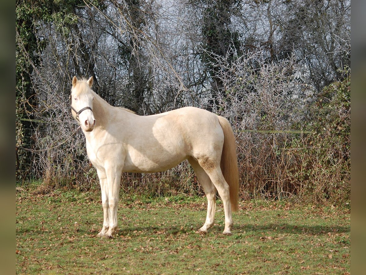 Caballo cremello / Creme horse Yegua 16 años 152 cm Cremello in Auxerre