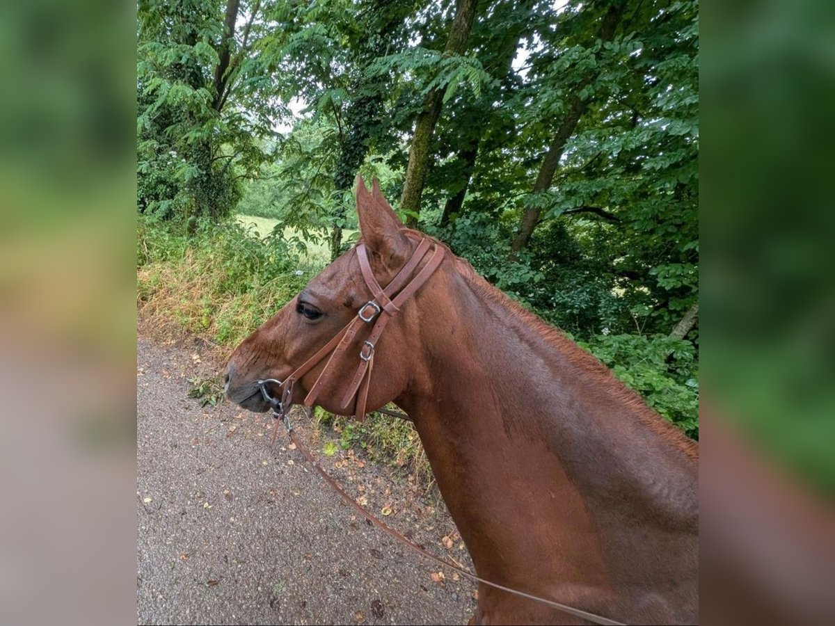 Caballo cuarto de milla Caballo castrado 10 años 153 cm Alazán in Eimeldingen