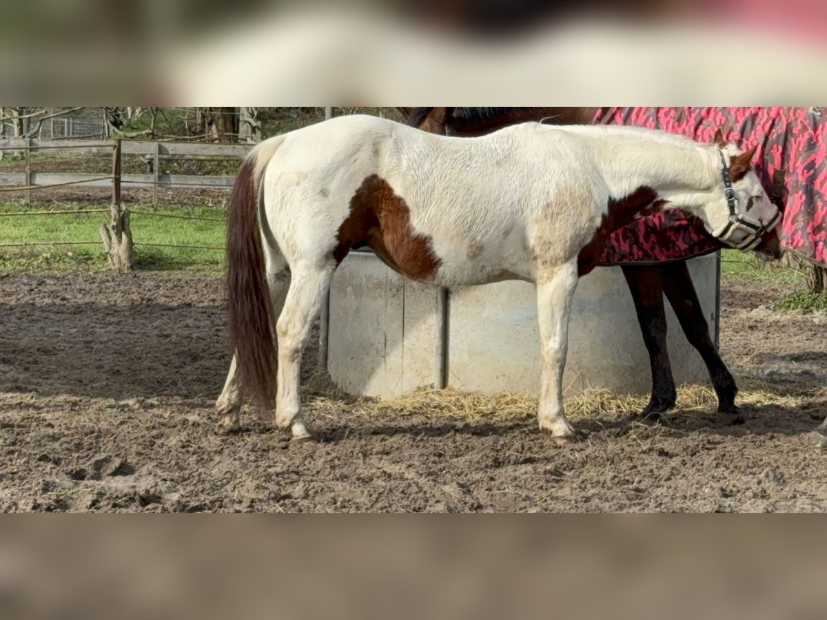 Caballo cuarto de milla Caballo castrado 10 años 156 cm Pío in Berlin