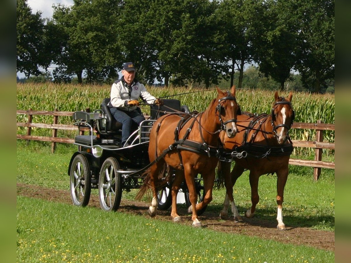 Caballo cuarto de milla Caballo castrado 11 años 153 cm Castaño in Erpe-Mere