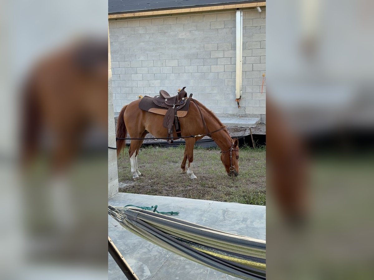 Caballo cuarto de milla Mestizo Caballo castrado 12 años 132 cm Alazán in Naples