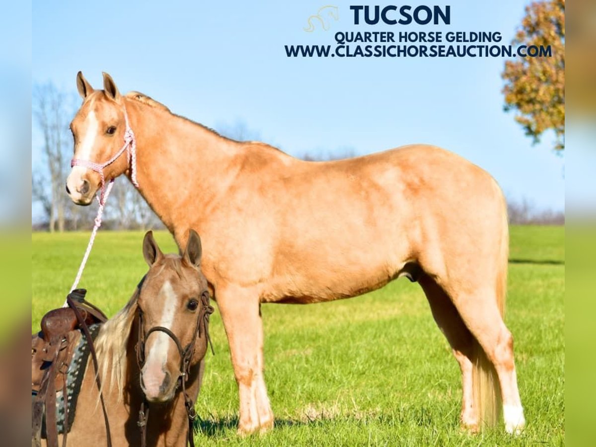 Caballo cuarto de milla Caballo castrado 12 años 142 cm Palomino in Salt Lick, KY