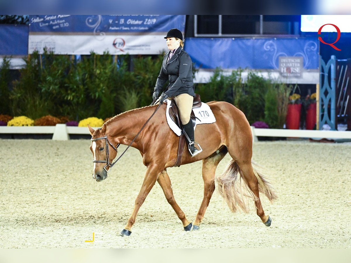 Caballo cuarto de milla Caballo castrado 12 años 169 cm Alazán in Wedemark