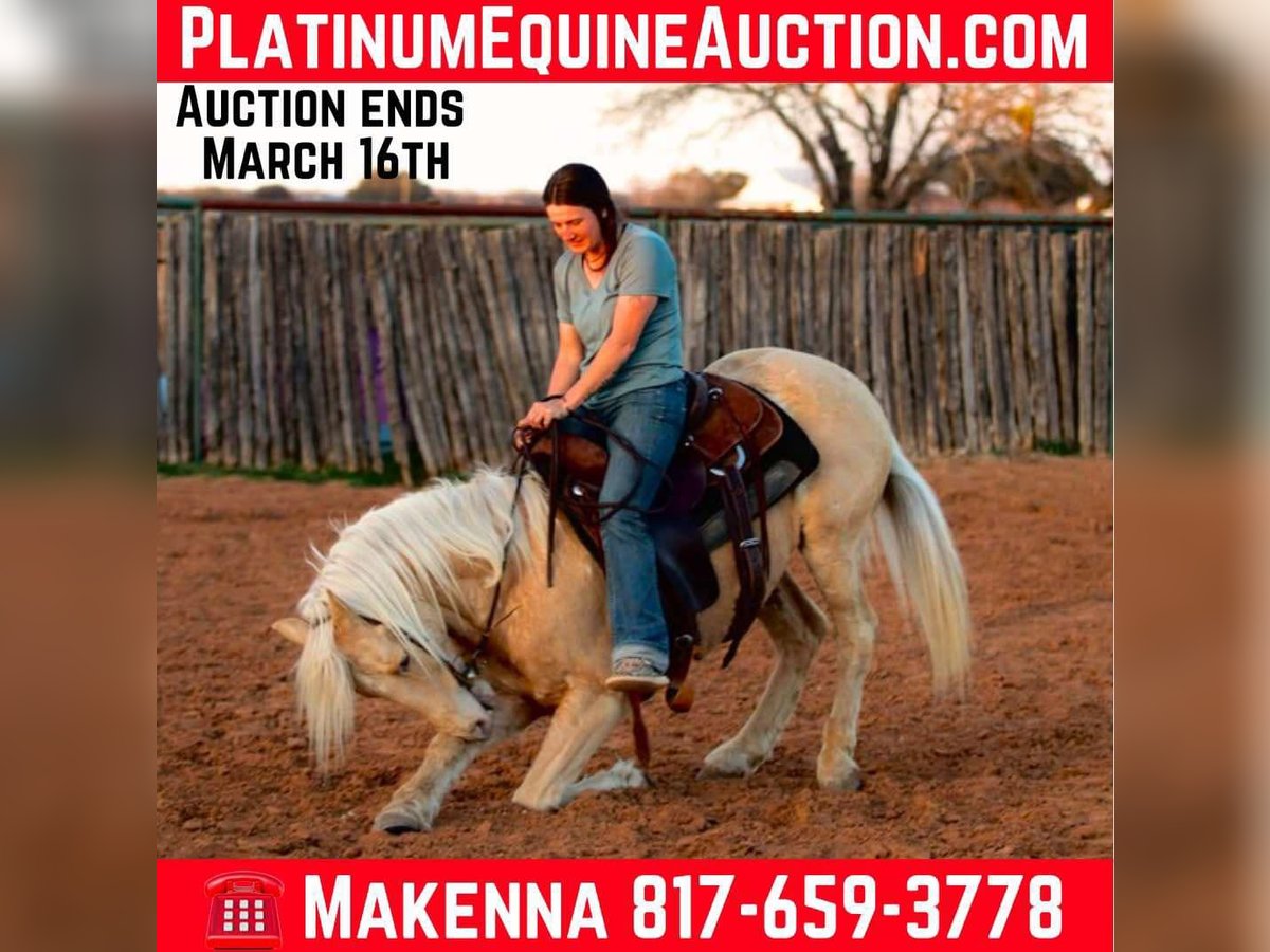 Caballo cuarto de milla Caballo castrado 13 años 145 cm Palomino in Lipan TX