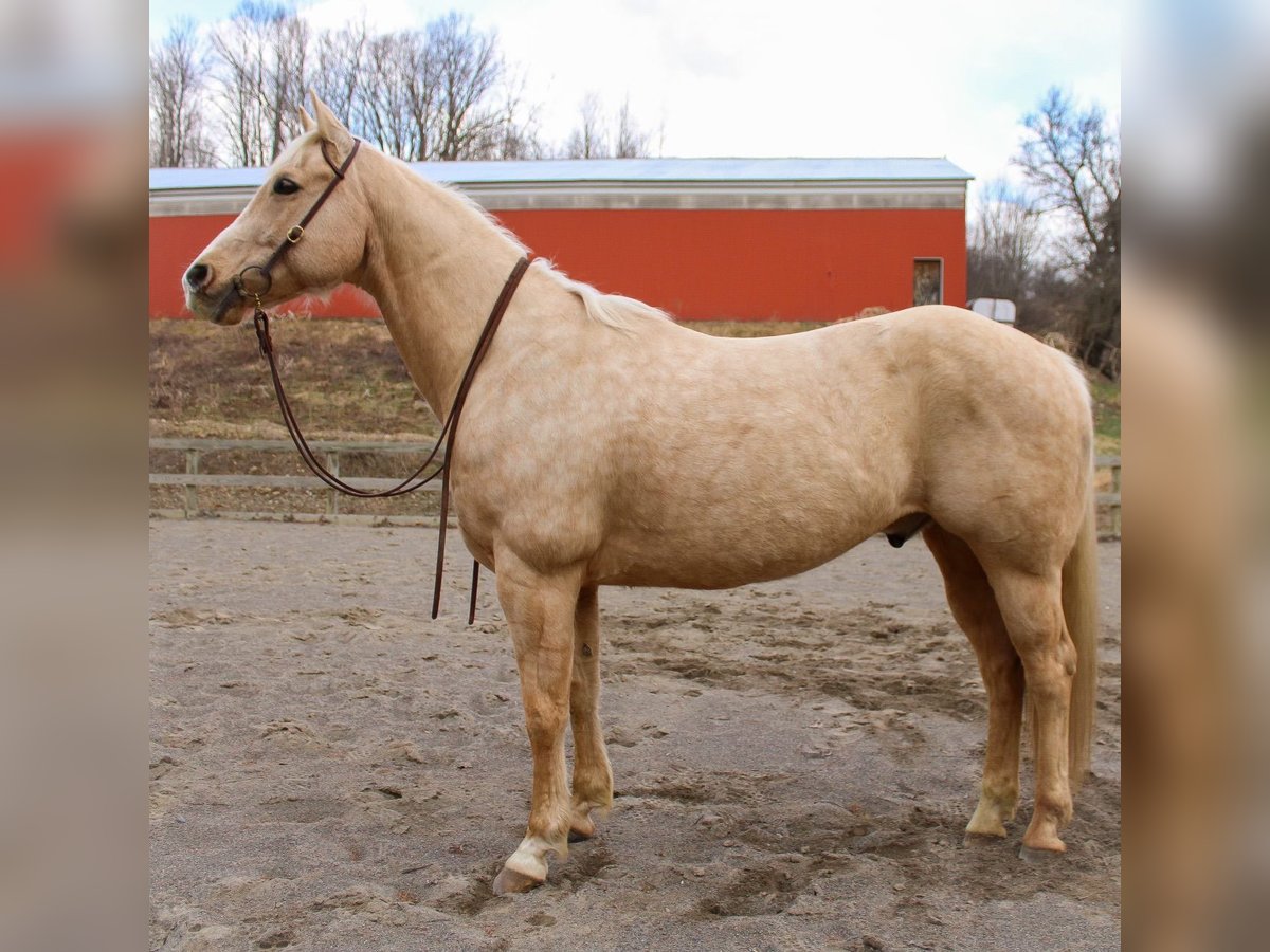 Caballo cuarto de milla Caballo castrado 13 años 152 cm in Cortland
