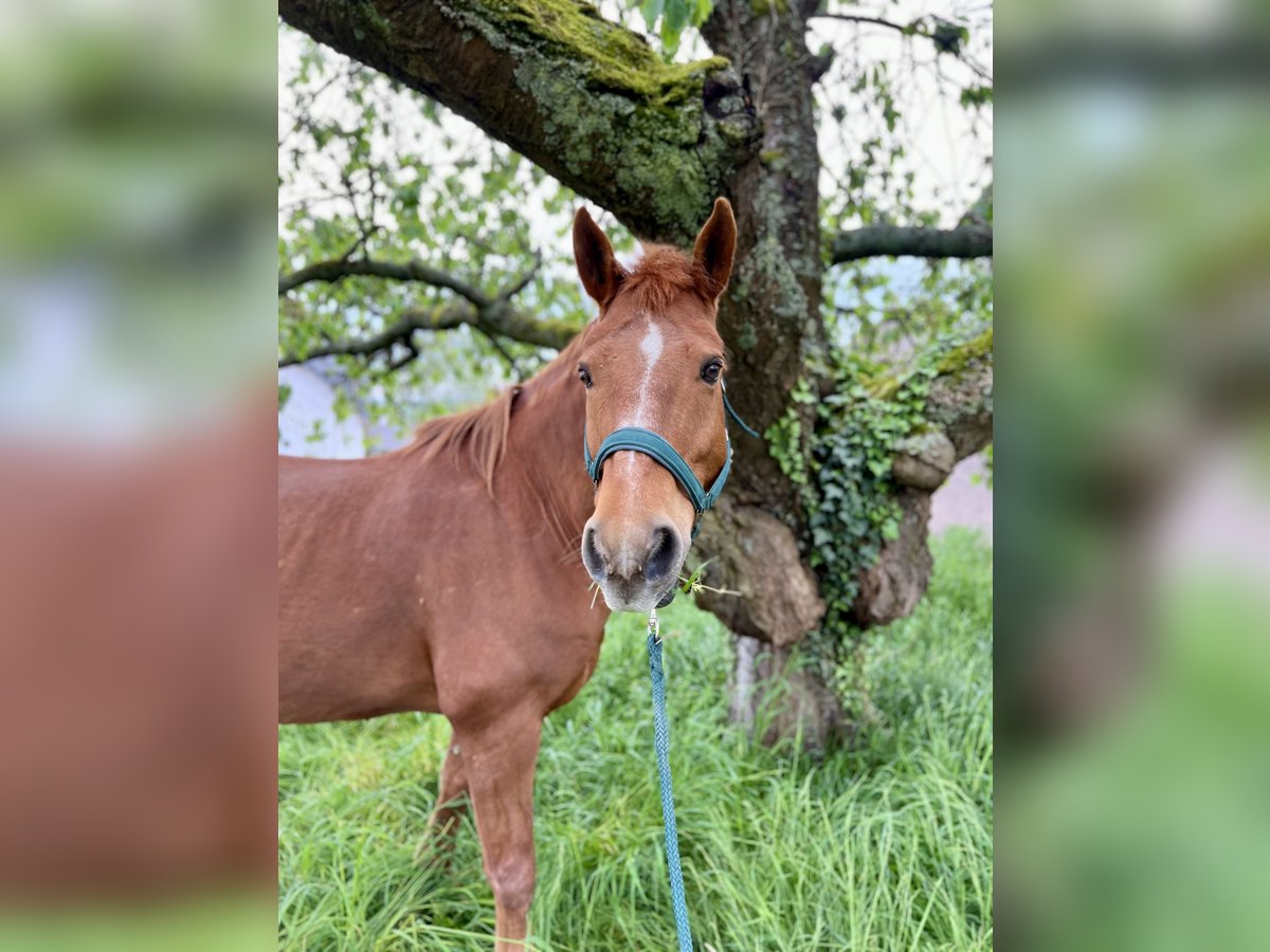 Caballo cuarto de milla Mestizo Caballo castrado 14 años 150 cm Alazán in Sankt Goar