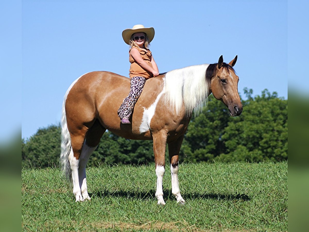 Caballo cuarto de milla Caballo castrado 14 años Buckskin/Bayo in Mount Vernon KY