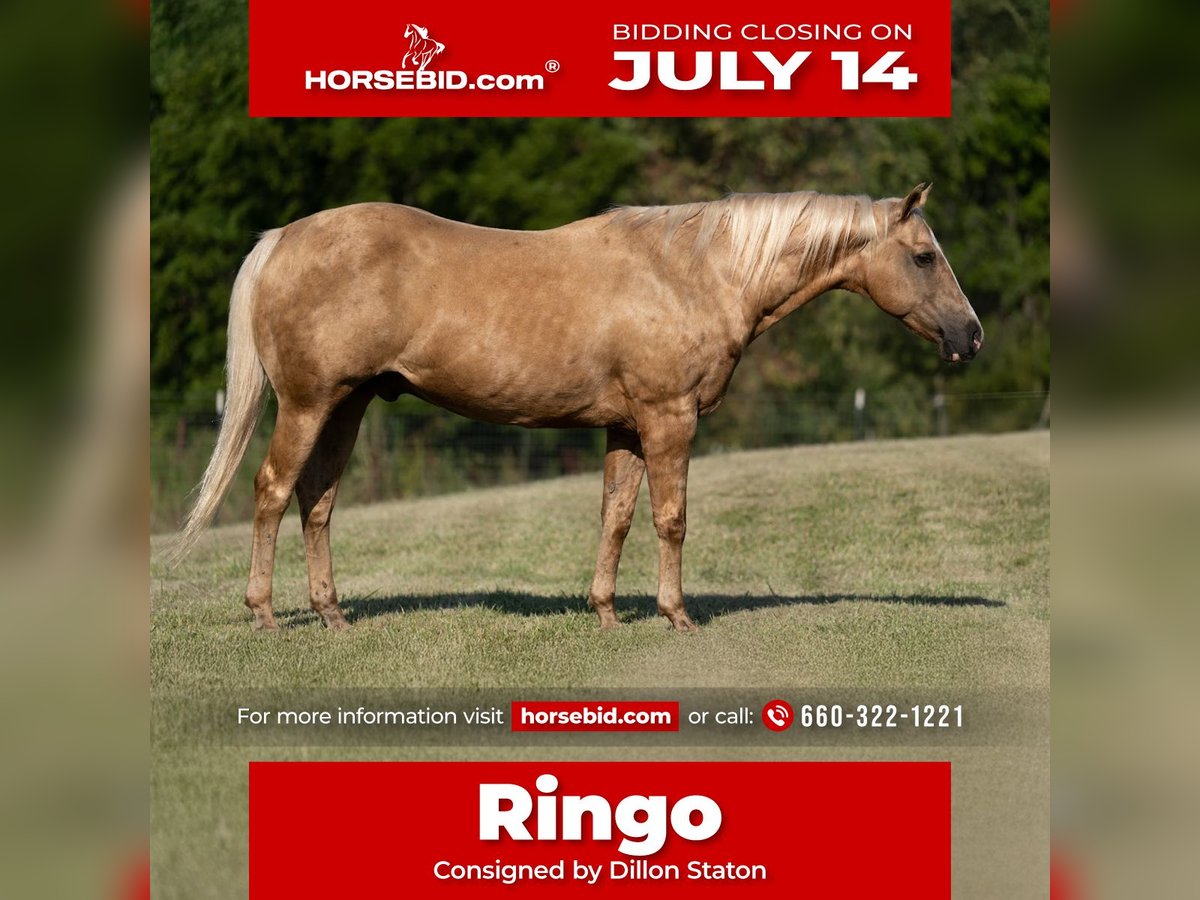 Caballo cuarto de milla Caballo castrado 15 años 152 cm Palomino in Carrollton, MO
