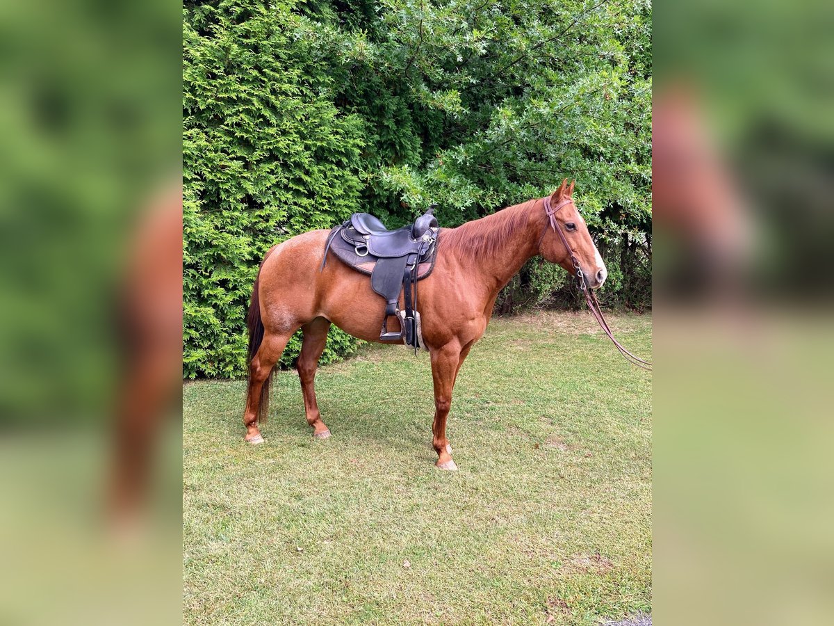 Caballo cuarto de milla Caballo castrado 16 años 163 cm Ruano alazán in Royersford Caballo cuarto de milla Caballo castrado 16 años 163 cm Ruano alazán in Royersford