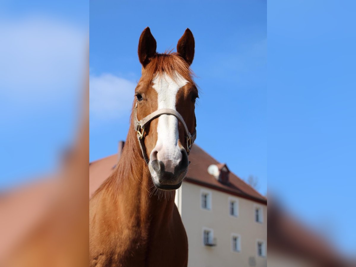 Caballo cuarto de milla Caballo castrado 19 años 152 cm Alazán in Geslau