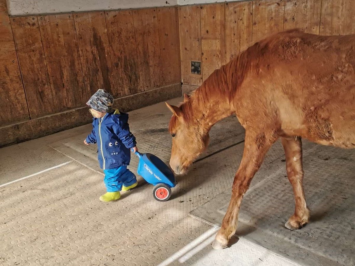 Caballo cuarto de milla Mestizo Caballo castrado 1 año 142 cm Red Dun/Cervuno in St. Koloman