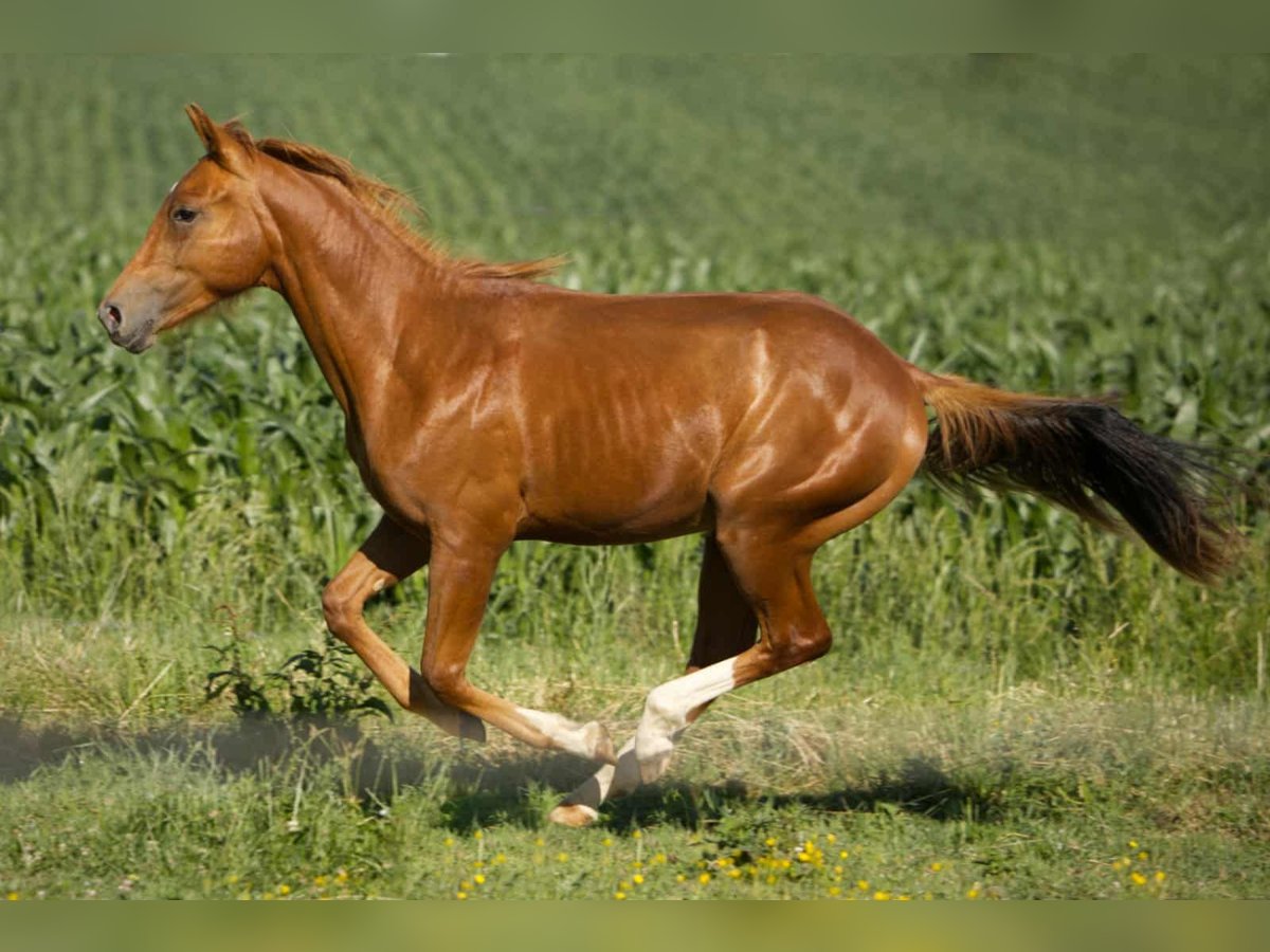 Caballo cuarto de milla Caballo castrado 1 año 155 cm Alazán in Igling