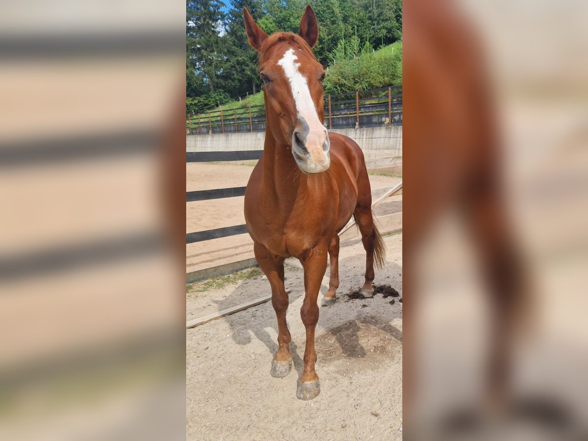 Caballo cuarto de milla Caballo castrado 23 años 150 cm Alazán in Schwaz