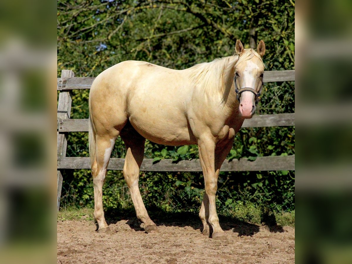 Caballo cuarto de milla Caballo castrado 2 años 148 cm Palomino in Alfeld (Leine)