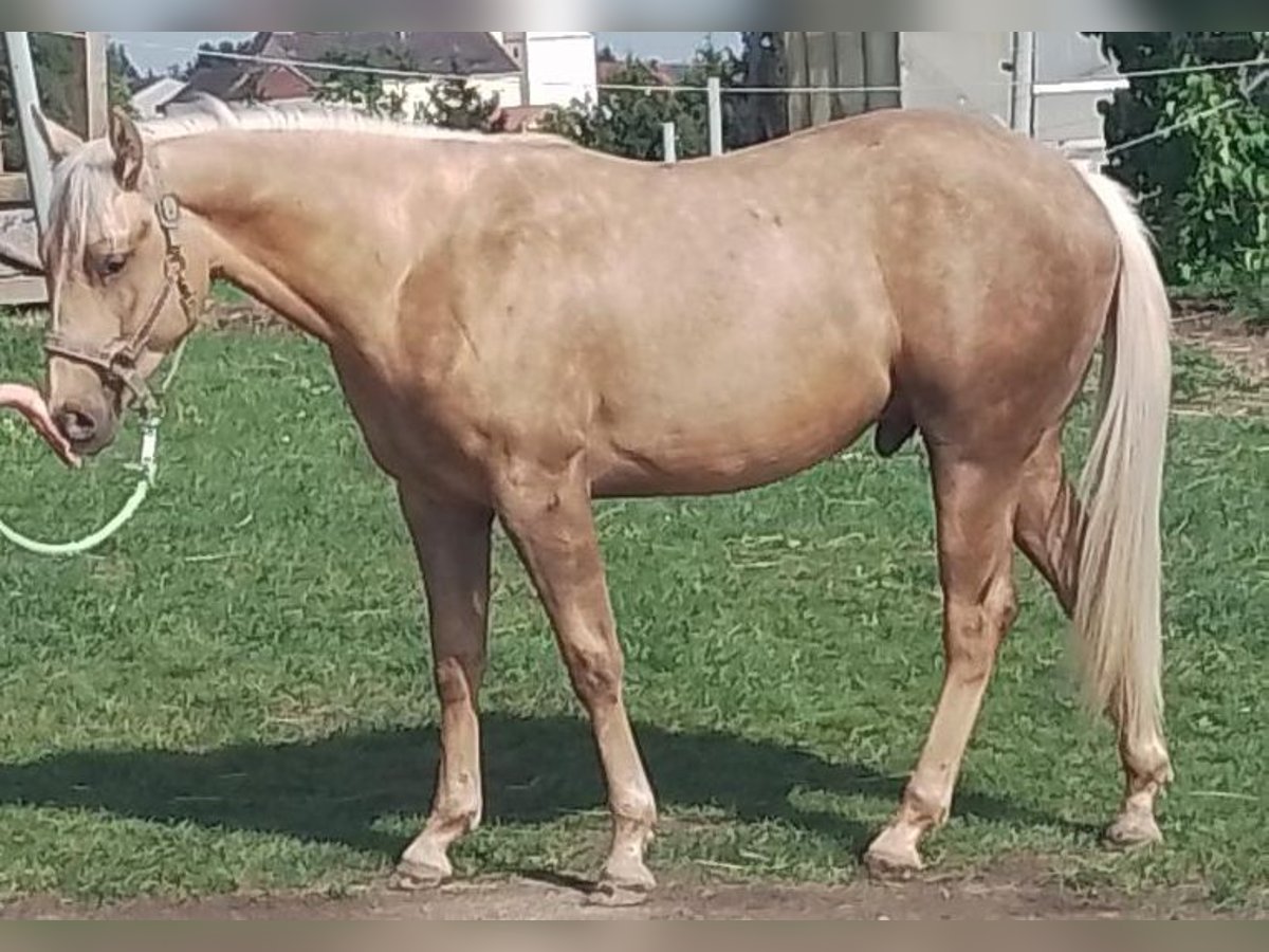 Caballo cuarto de milla Caballo castrado 2 años 149 cm Palomino in Windhaag/Perg