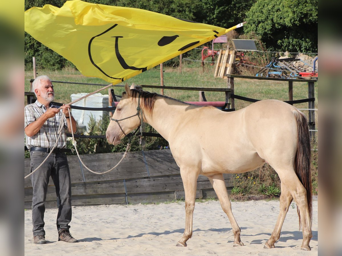 Caballo cuarto de milla Caballo castrado 2 años 150 cm Champán in Müglitztal