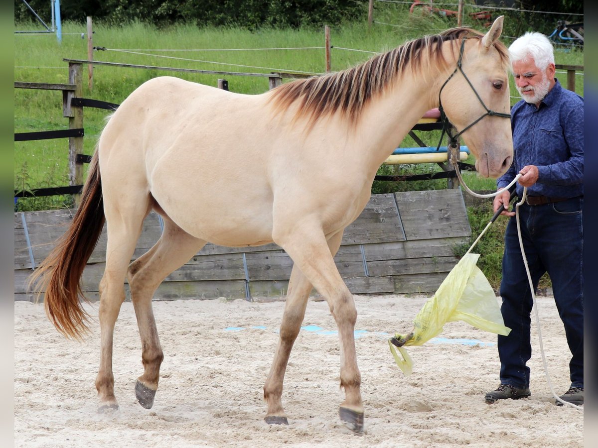 Caballo cuarto de milla Caballo castrado 2 años 152 cm Champán in M&#xFC;glitztal