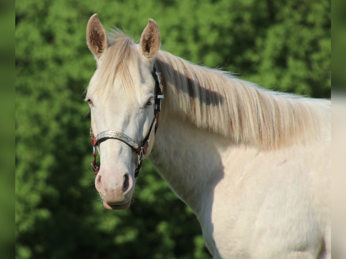 Caballo cuarto de milla Caballo castrado 2 años 155 cm Champán in Schwarzach