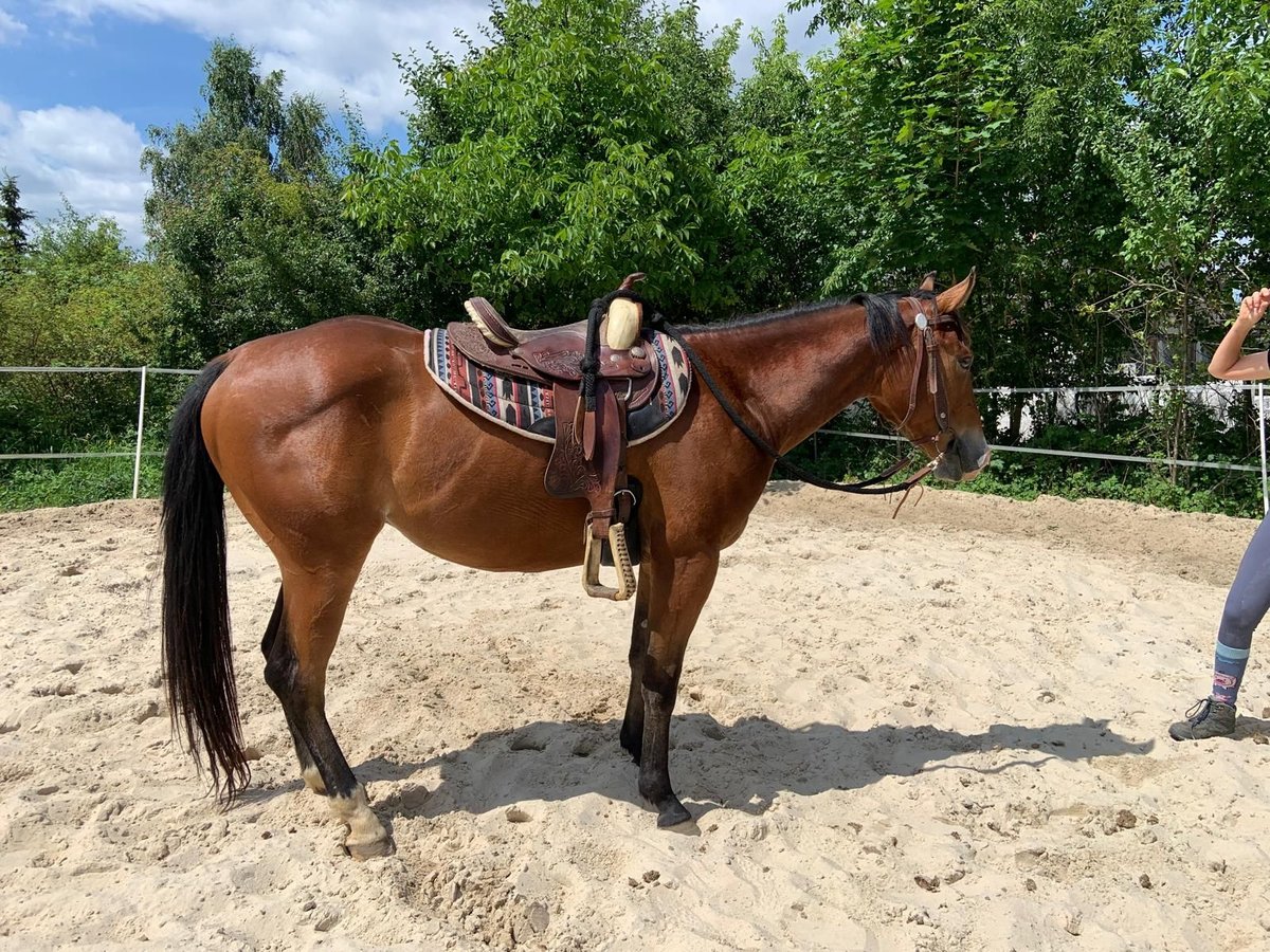 Caballo cuarto de milla Caballo castrado 3 años 147 cm Castaño rojizo in Kielce