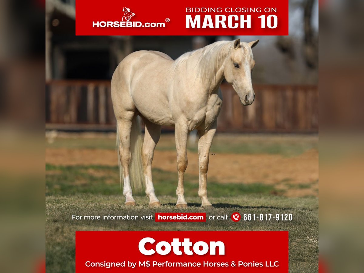 Caballo cuarto de milla Caballo castrado 3 años 147 cm Palomino in Stephenville, TX