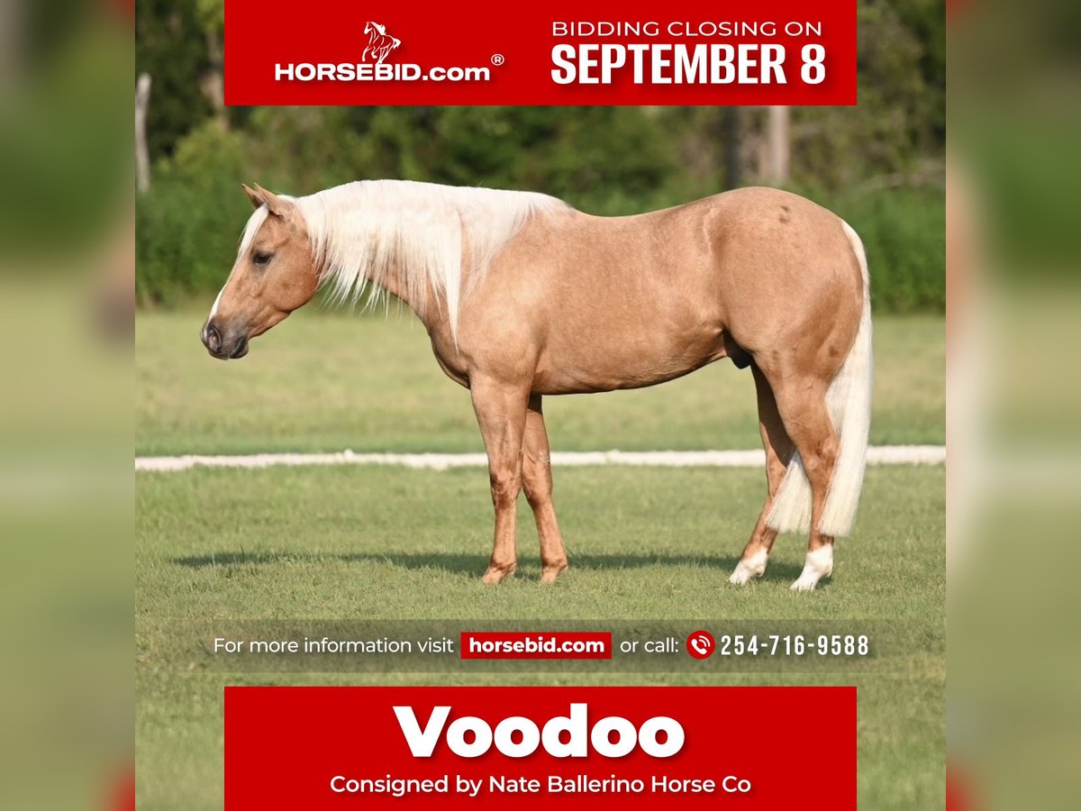 Caballo cuarto de milla Caballo castrado 3 años 147 cm Palomino in Waco, TX
