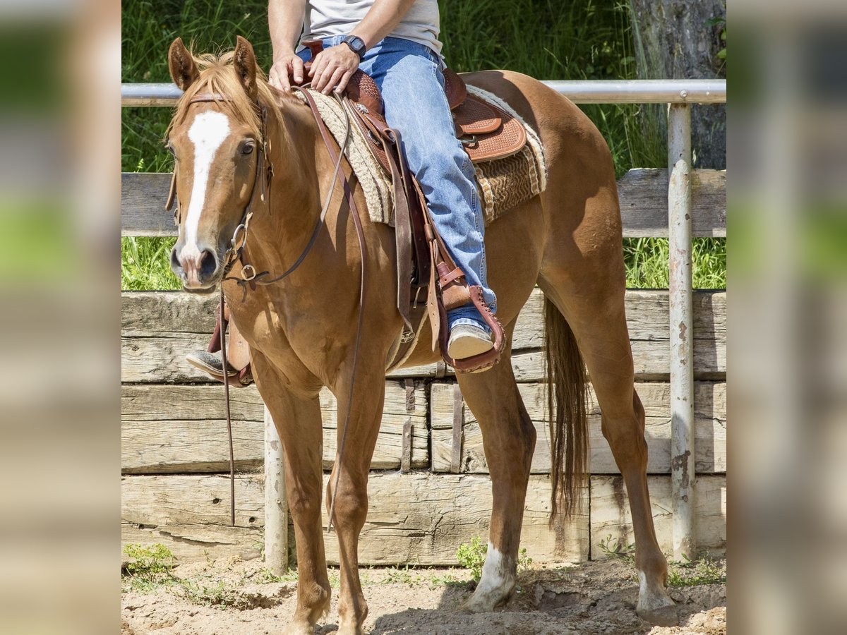 Caballo cuarto de milla Caballo castrado 3 años 148 cm Alazán in Ehingen