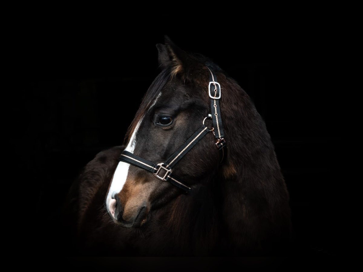 Caballo cuarto de milla Caballo castrado 3 años 149 cm Castaño oscuro in Dickel