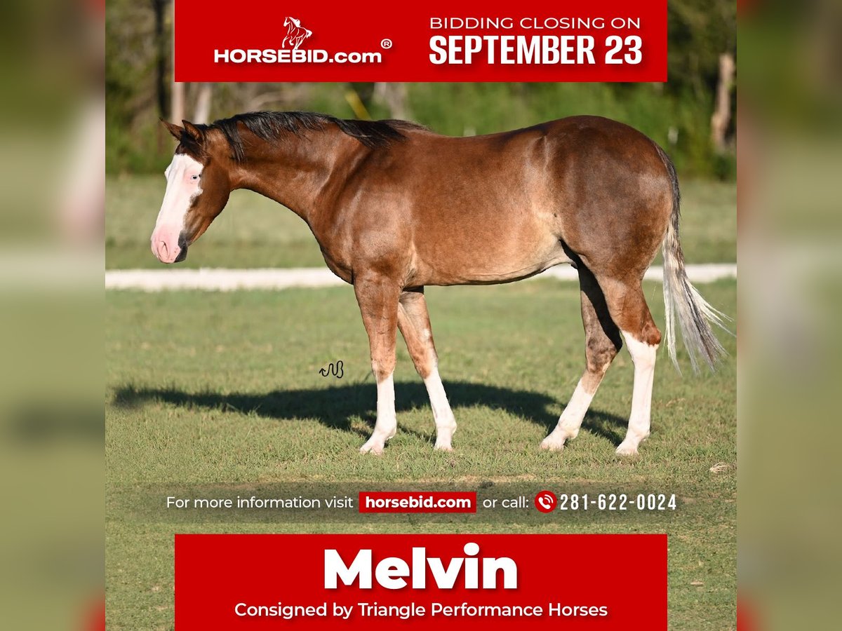 Caballo cuarto de milla Caballo castrado 3 años 150 cm Palomino in Waco, TX