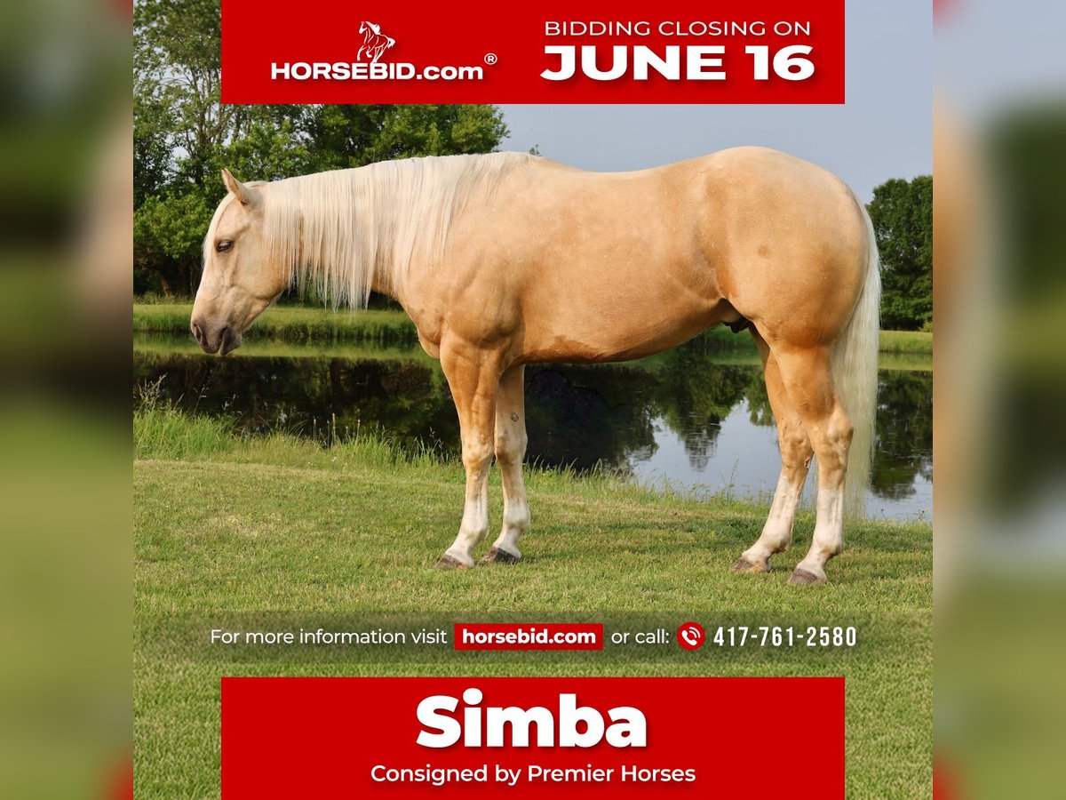 Caballo cuarto de milla Caballo castrado 3 años 152 cm Palomino in Buffalo, MO