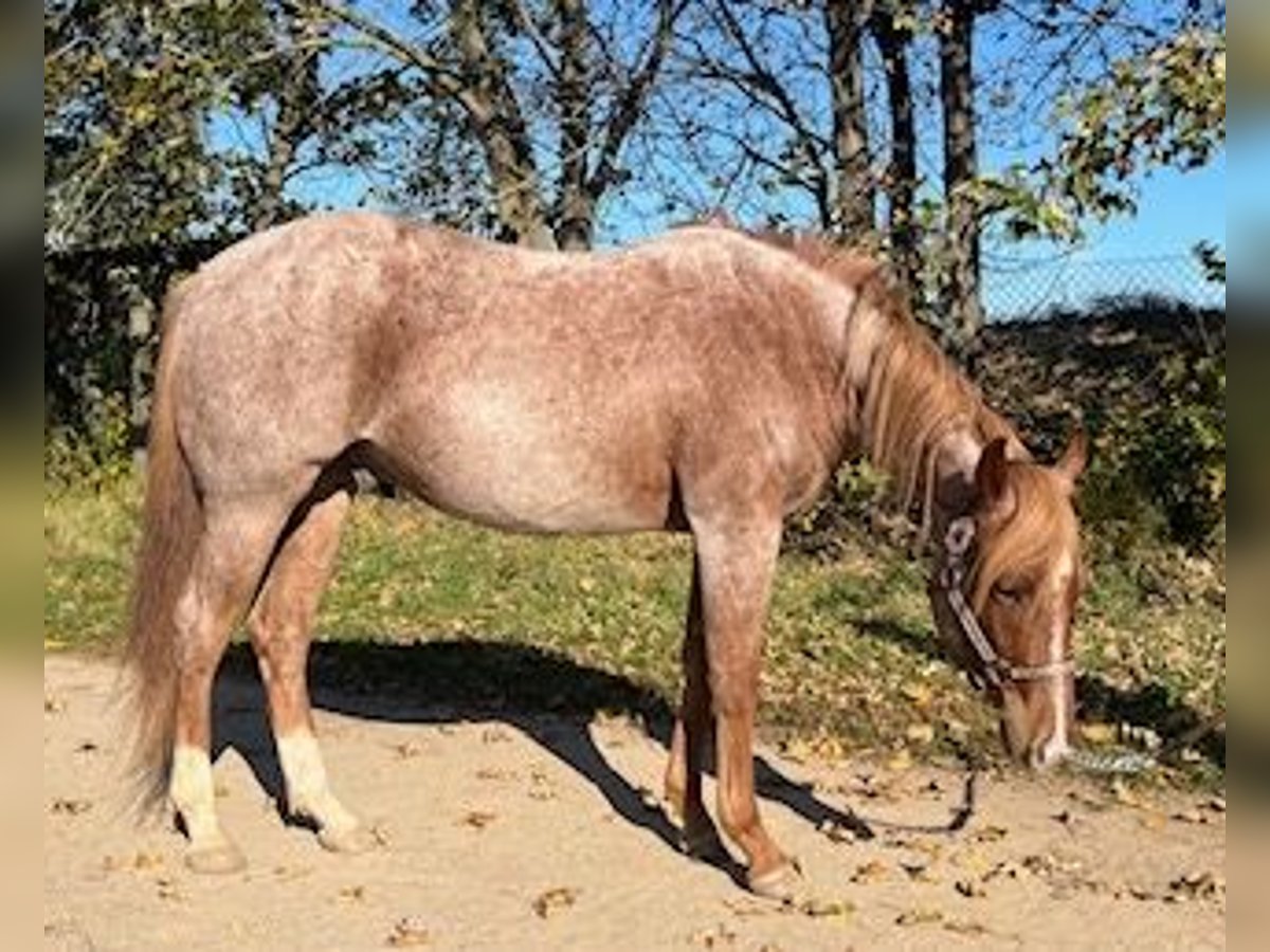 Caballo cuarto de milla Caballo castrado 3 años 153 cm Ruano alazán in Stahnsdorf