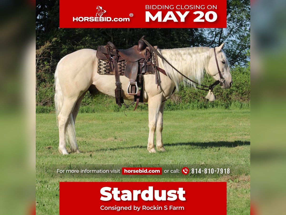 Caballo cuarto de milla Caballo castrado 3 años 155 cm Palomino in Rebersburg