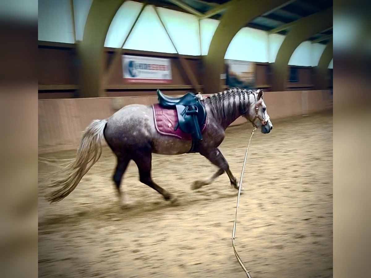 Caballo cuarto de milla Mestizo Caballo castrado 4 años 138 cm Musgo in Ulrichstein