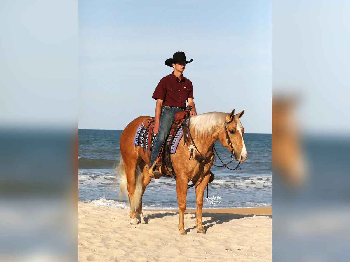 Caballo cuarto de milla Caballo castrado 4 años 145 cm Palomino in Millersburg