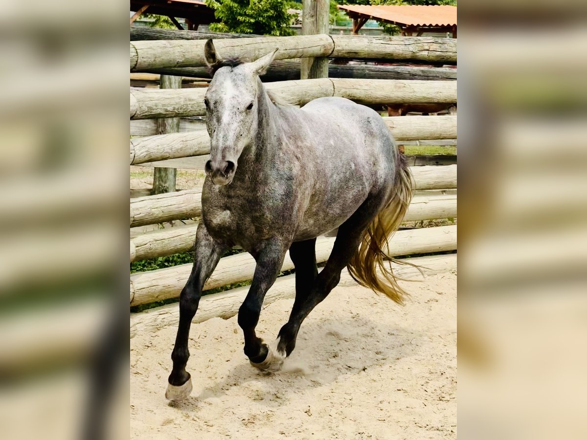 Caballo cuarto de milla Caballo castrado 4 años 148 cm Tordillo negro in ASTI