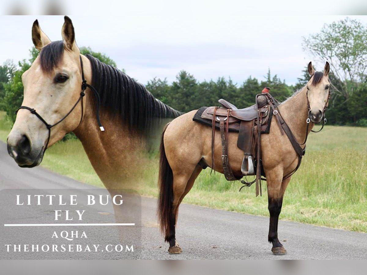 Caballo cuarto de milla Caballo castrado 4 años 150 cm Buckskin/Bayo in Tompkinsville, KY