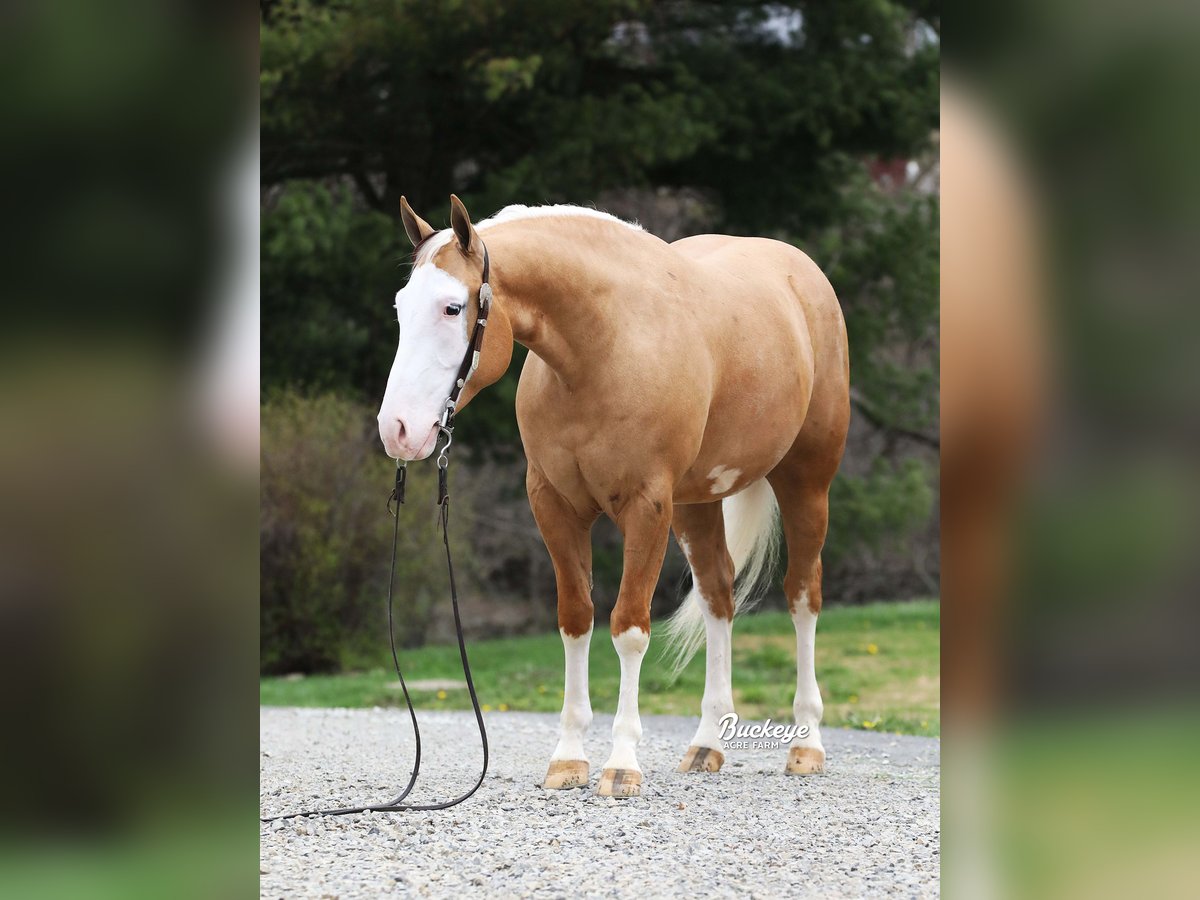 Caballo cuarto de milla Caballo castrado 4 años 150 cm Palomino in Millersburg