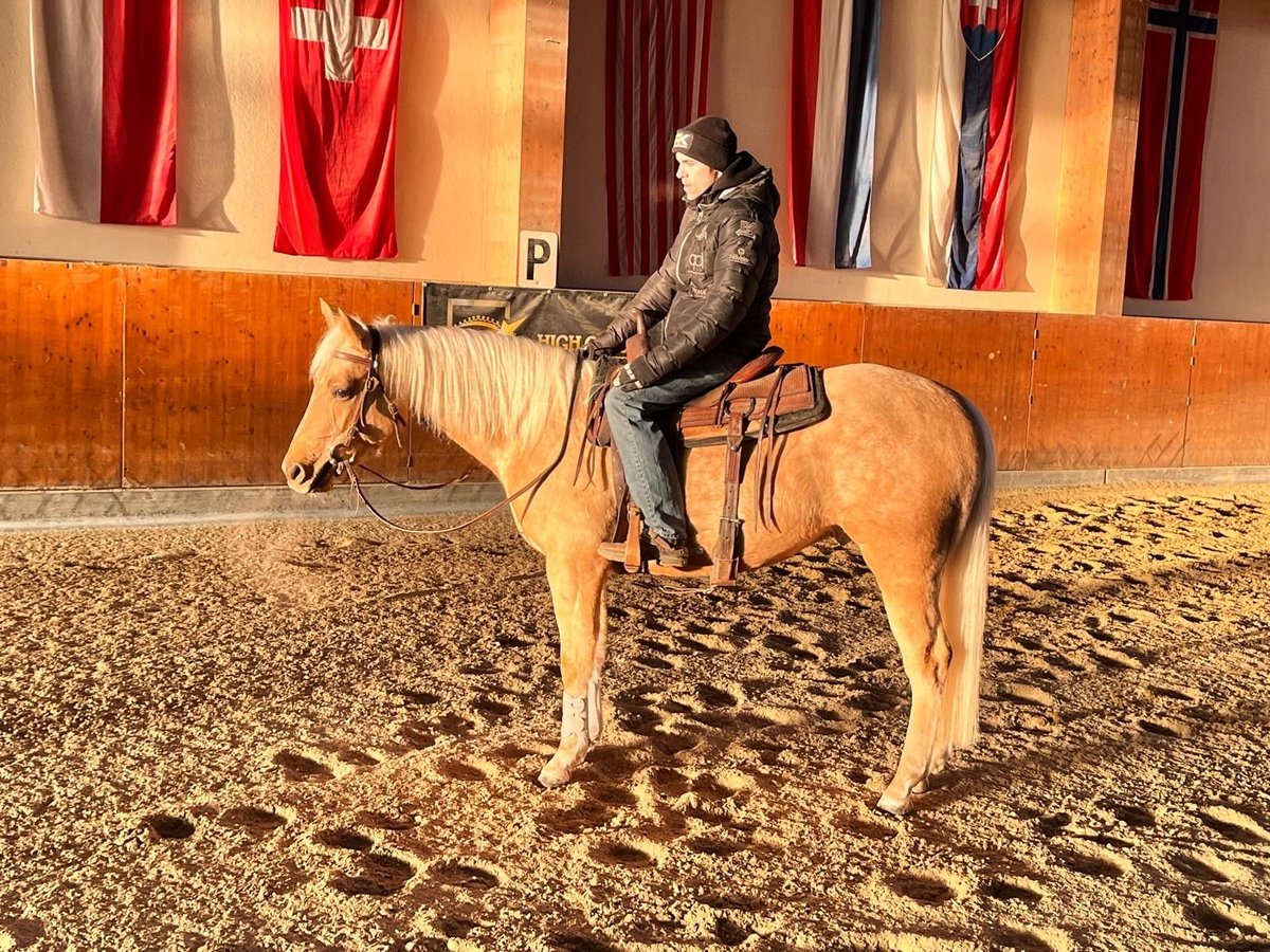 Caballo cuarto de milla Caballo castrado 4 años 150 cm Palomino in Latschach