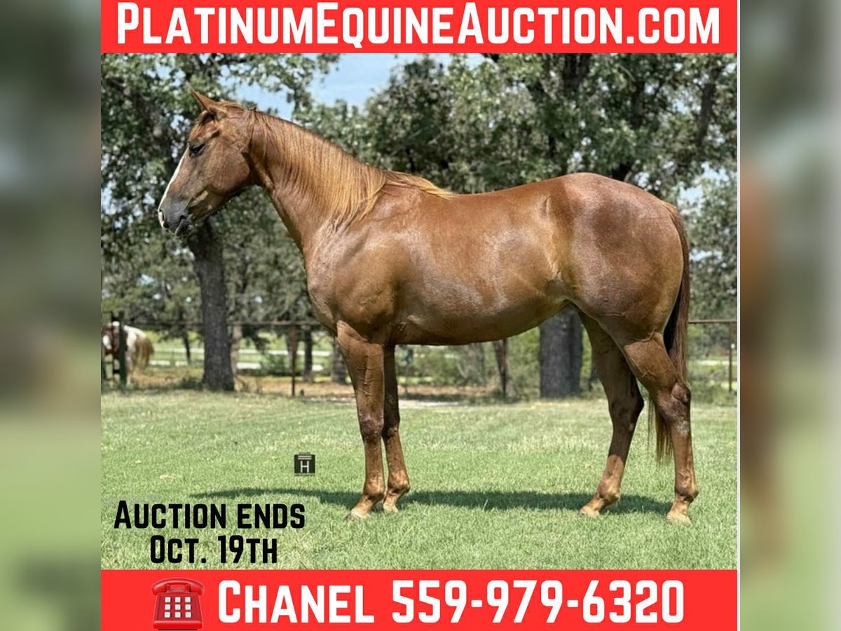 Caballo cuarto de milla Caballo castrado 4 años 152 cm Alazán-tostado in Jacksboro, TX