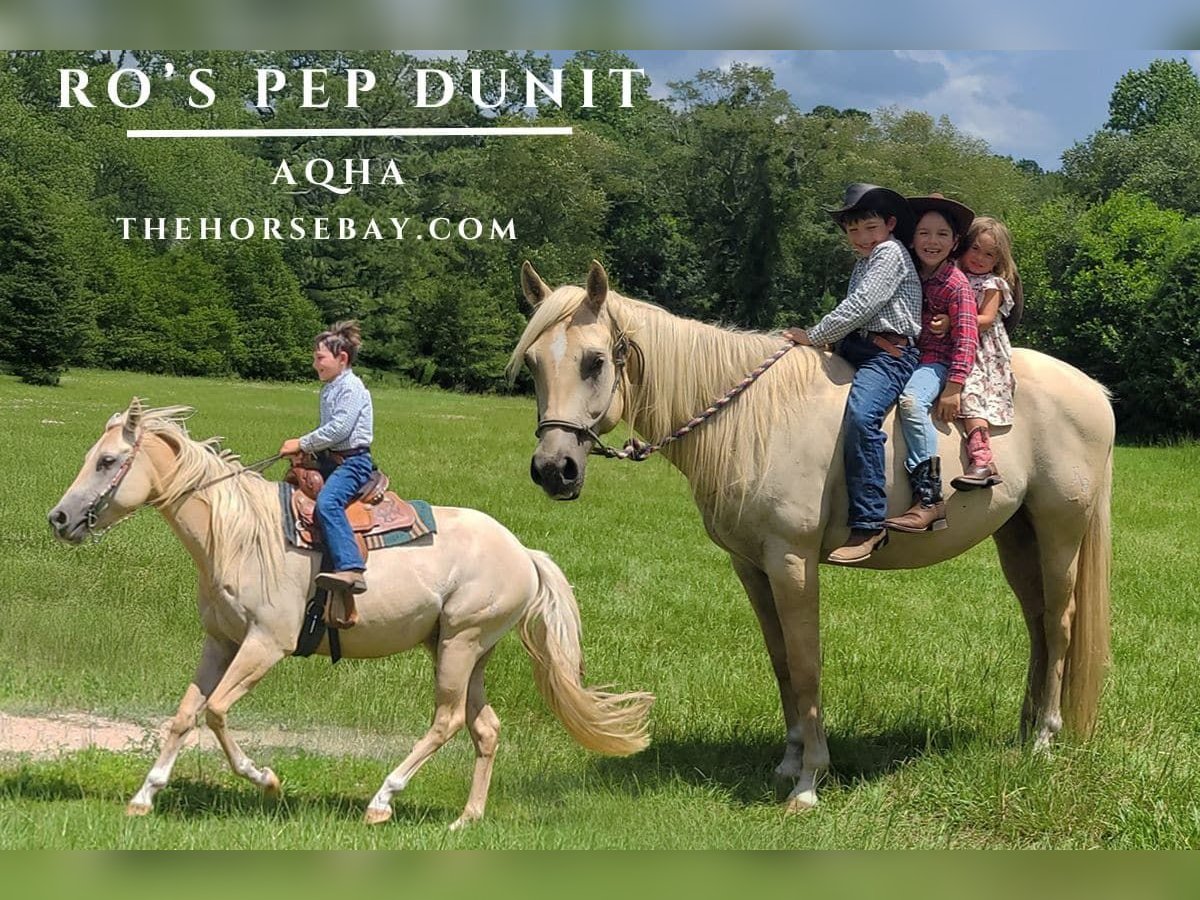 Caballo cuarto de milla Caballo castrado 4 años 152 cm in Monetta, SC