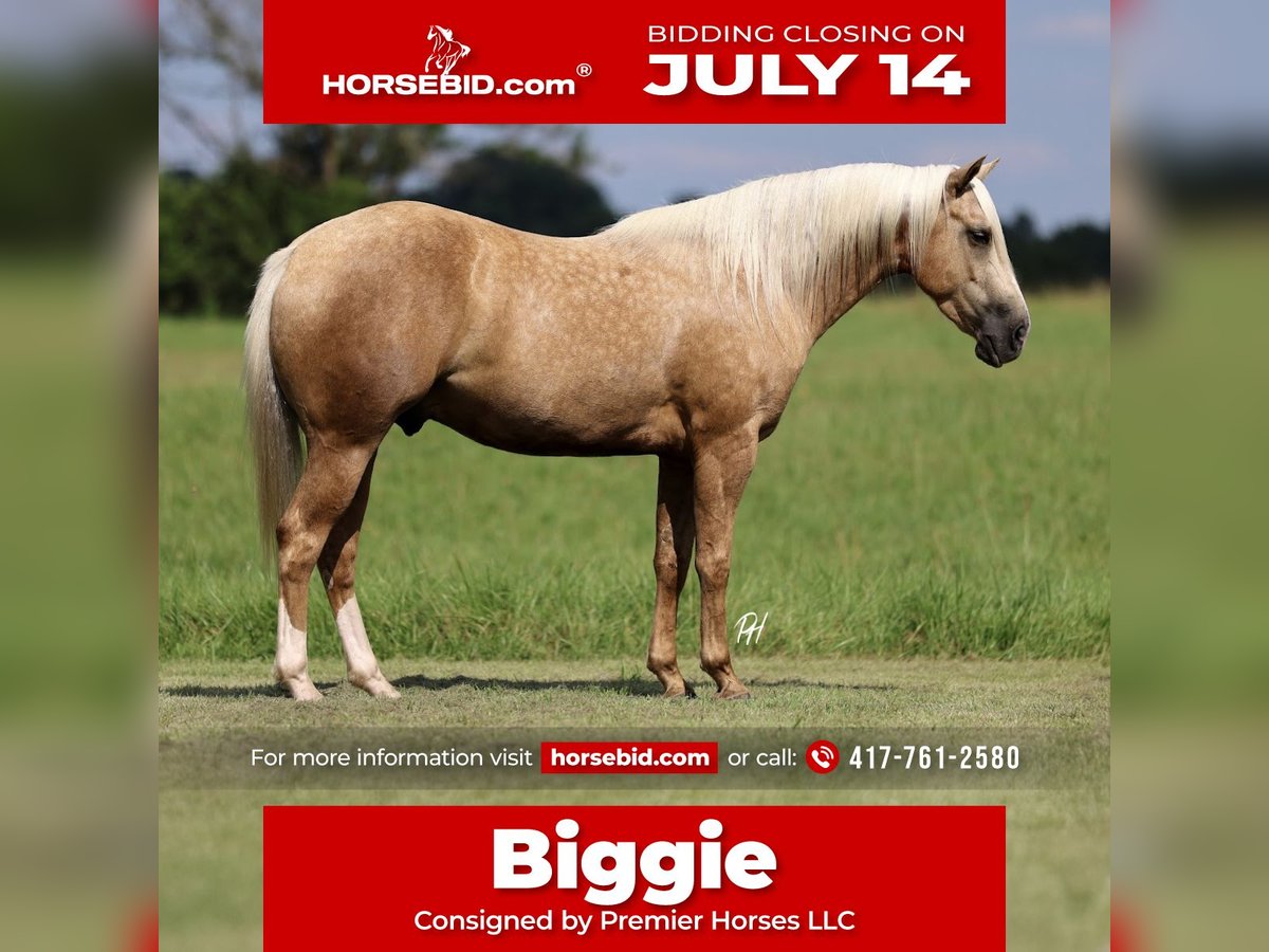 Caballo cuarto de milla Caballo castrado 4 años 152 cm Palomino in Buffalo, MO