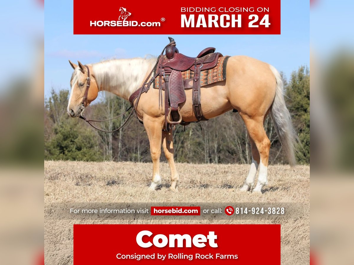 Caballo cuarto de milla Caballo castrado 4 años 160 cm Palomino in Clarion, PA