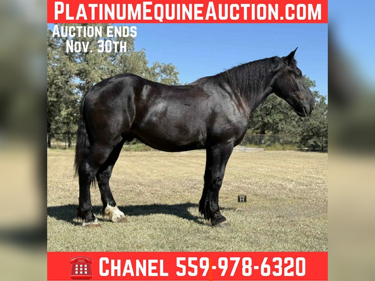 Caballo cuarto de milla Caballo castrado 4 años 163 cm Negro in Jacksboro TX