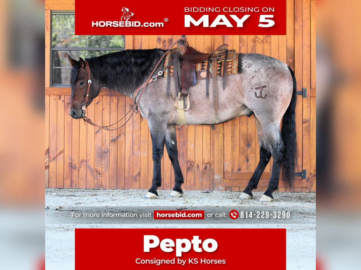 Caballo cuarto de milla Caballo castrado 4 años 163 cm in Clarion, PA