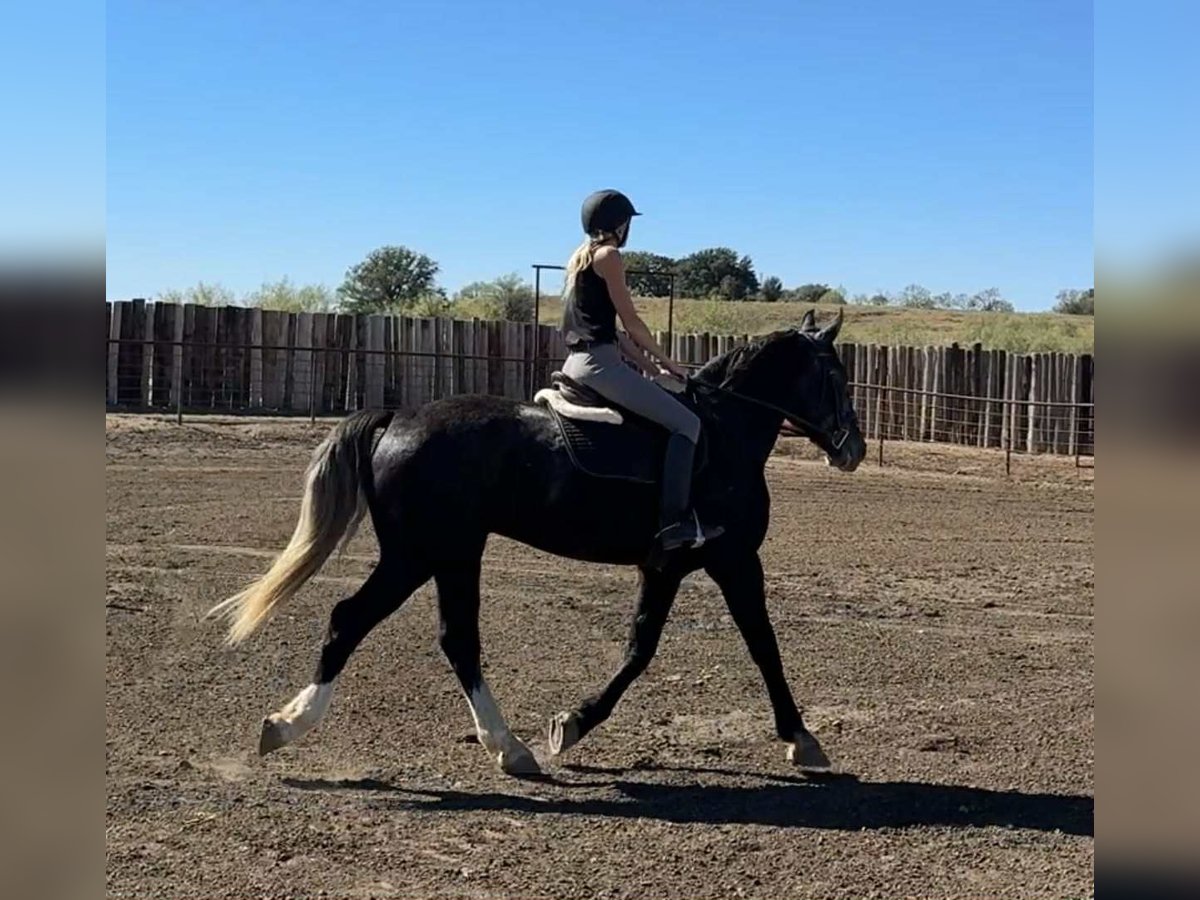 Caballo cuarto de milla Caballo castrado 4 años Tordo in Jacksboro TX