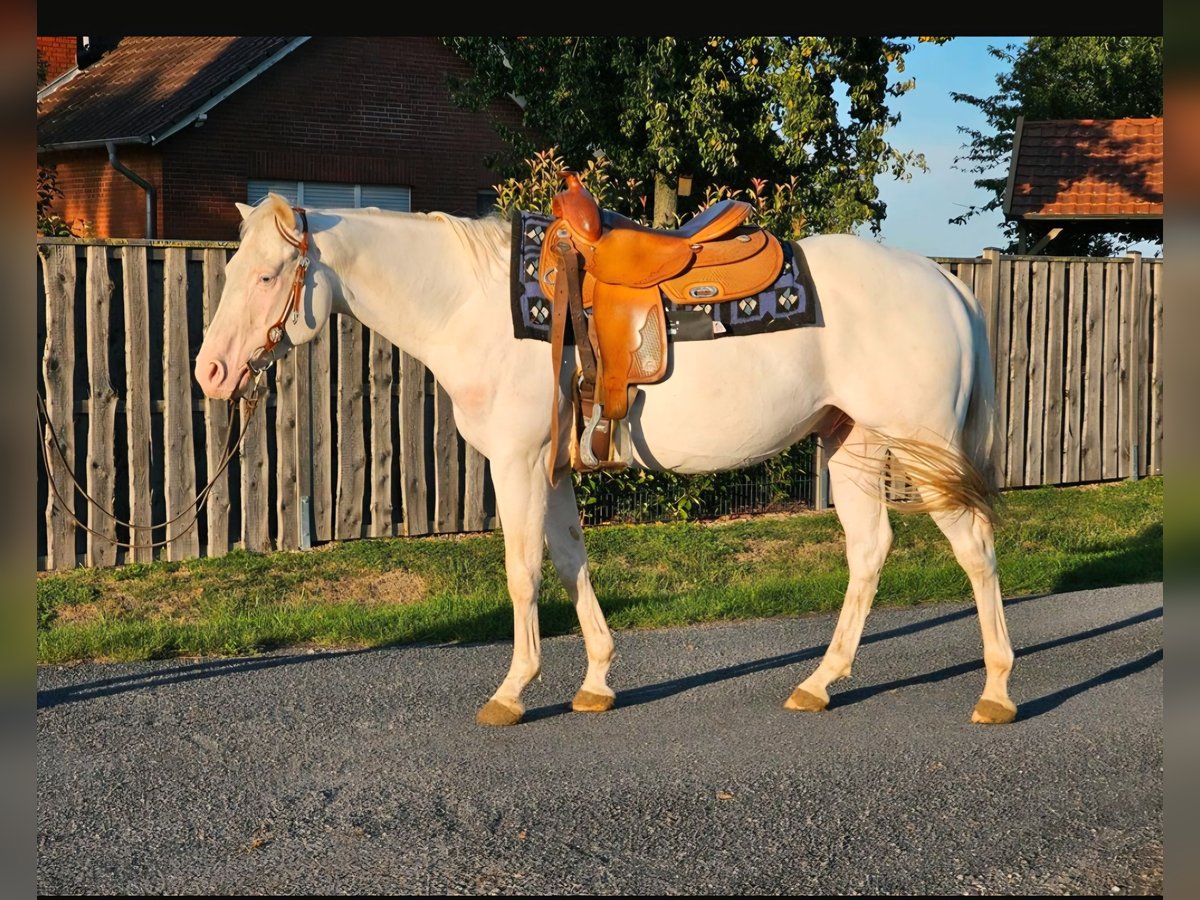 Caballo cuarto de milla Caballo castrado 5 años 145 cm White/Blanco in Ascheberg