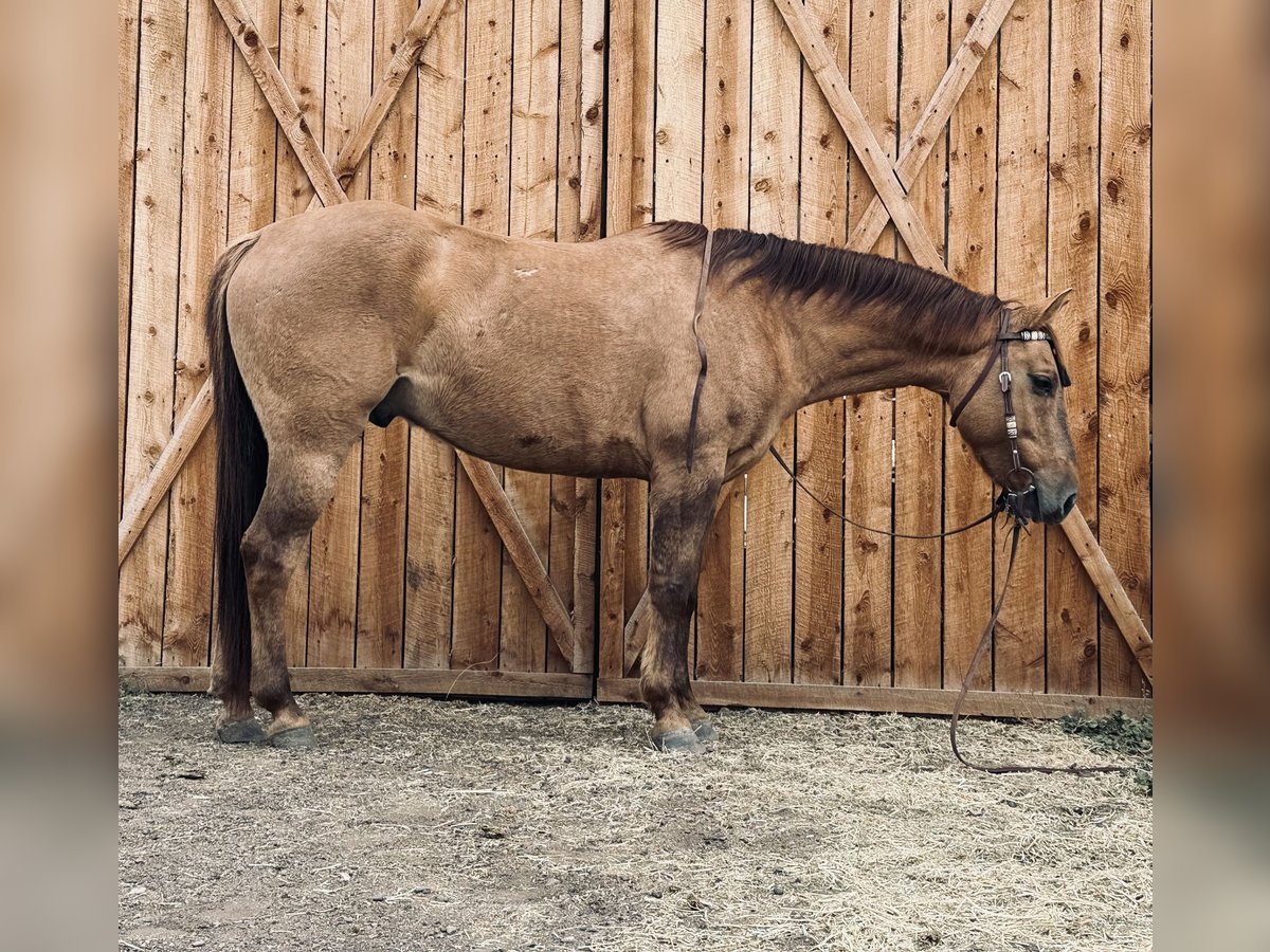 Caballo cuarto de milla Caballo castrado 5 años 147 cm Bayo in Fort Collins