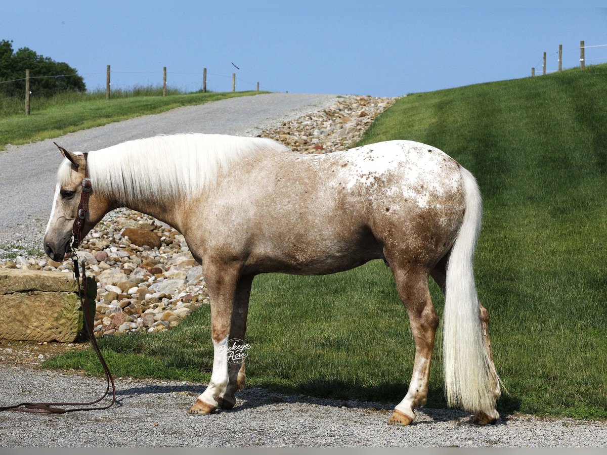 Caballo cuarto de milla Mestizo Caballo castrado 5 años 147 cm Palomino in Millersburg
